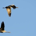 Common Cranes, UK